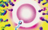 Science子刊：科学家的避孕优生新套路，用假卵子“勾引”精子