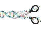 Nature Communications：利用CRISPR/Cas9系统可拯救失明小鼠