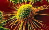 试金石！成像活化T细胞可快速判断癌症免疫疗法的疗效