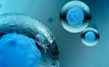 PNAS：动物所发现大鼠干细胞多能性调控新规律