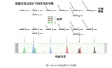   SNaPshot法SNP分型流程