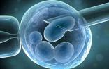 NEJM重磅成果！山大陈子江团队首次证明冻存胚胎移植活产率更高