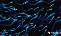 2045年，男性精子数量“归零”？听听哈佛科学家怎么说