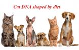 《生物基因》：爱食肉的喵星人，饮食会影响它的DNA