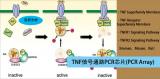 TNF信号通路PCR芯片（TNF Signaling Pathway PCR Array）（促）