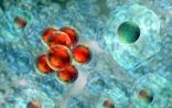 Cell：iPSCs培育大脑类器官，揭秘孤独症致病机理