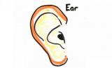 关于耳朵的10个事实真相