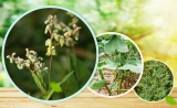 聚焦 | 安诺合作的植物Hi-C文章见刊了~
