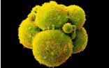 【深度剖析】中国科学家再次编辑人类胚胎基因，或可抗HIV病毒？