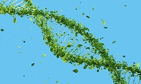 Genome Biology：中国科学家提出动物性染色体起源新假说，首个鱼类Y染色体完整图
