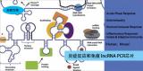 炎症反应和免疫lncRNA PCR芯片（ Inflammatory Response & Autoimmunity）（促