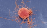 有争议？Nature评论文章：反思“间充质干细胞”这一概念