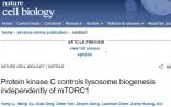 Nature Cell Biology：中国科学家揭示溶酶体生成的调控机制