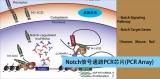 Notch信号通路PCR芯片（Notch Signaling Pathway PCR Array）（促）
