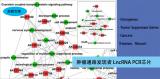肿瘤通路发现者LncRNA PCR芯片（Cancer PathwayFinder）（促）