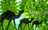Science：科学家揭示新型的MERS冠状病毒