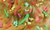 微生物所发现控制细菌生活方式转变的新机制