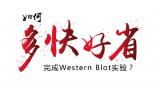 如何“多快好省”地完成Western Blot实验？