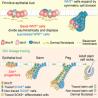 Cell：科学家破解干细胞起源谜题