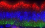 Science：什么？细胞也懂“经济学”？看“聪明”的肠道如何高效消化食物