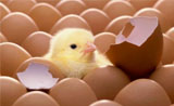关于鸡蛋的知识：怎么存放？每天不能吃超过一个？