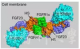 首次！温州医科大学研究团队以第一单位在Nature发文