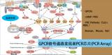 GPCR信号通路发现者PCR芯片（GPCR Signaling PathwayFinder PCR Array）（促）