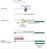 启因生物人Microrna qpcr array 双11活动开始了