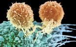 五篇Nature聚焦：癌症免疫疗法获多项突破