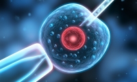 猪的扩大潜能干细胞首次问世为研究人类发育和再生医学提供巨大潜力