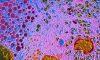 Nature：为治疗糖尿病，科学家们让细胞“改变身份”