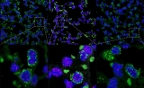 PLoS Genetics：携带端粒酶的基因治疗载体不会增加患癌风险