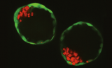 Nature：从“干细胞”到“胚胎”，科学家们做到了！