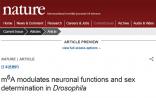 Nature揭示RNA修饰在大脑功能和性别决定中的重要作用