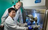 Cell：干细胞里程碑！科学家首次培育出人猪嵌合体胚胎