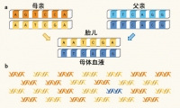 PLOS ONE：无创产前检测又升级，新算法更便利、成本更低