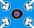 Cell：公布6大经典干细胞研究综述