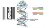 Nature子刊：受DNA启发编制的分子条形码将问世