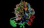 Cell Stem Cell: 美科学家发表胚胎干细胞与成体细胞三维结构图