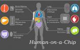 一项大胆的人体研究计划：器官也能集成到芯片上？