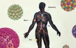 和平共生、感染致病、化为己用？病毒与人类之间的事 | The Scientist