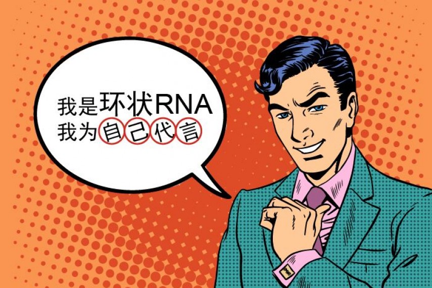 环状RNA —大器晚成者的自白