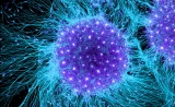 20年间，胚胎干细胞的“革命之路” | Nature长文