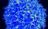 Science大揭秘：T细胞如何感知、应对危险？