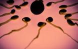 新型微流体平台或可筛选出最佳精子 帮助成功受孕