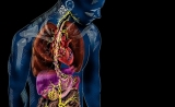 很酷！Science、Cell同揭示：“第六感”藏在肠道内，可秒速对接大脑
