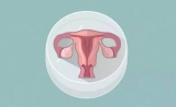 每28天排出一个卵的芯片，将给生殖健康研究带来怎样的变革？
