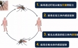 清华程功团队揭示：蚊虫对病毒易感的分子机制