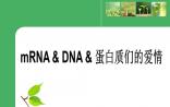 理科生的忧伤：mRNA、DNA和蛋白的故事