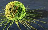 Cell：癌细胞是如何“诱骗”健康细胞的？